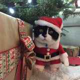 Santa Cat Costume